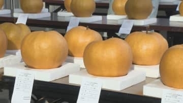 ジャンボ梨コンテスト　２ｋｇ超の大物も　群馬・高崎市