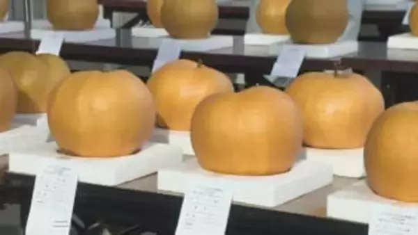 ジャンボ梨コンテスト　２ｋｇ超の大物も　群馬・高崎市