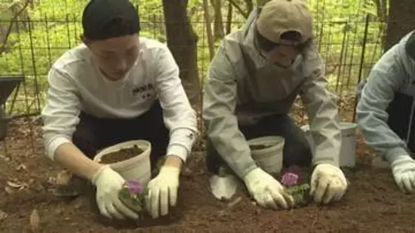 桐生信金の新入職員が希少植物「カッコソウ」の保全活動