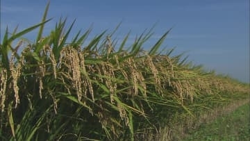 ２０２６年産主食用米　生産目安７万１７１７トンに設定