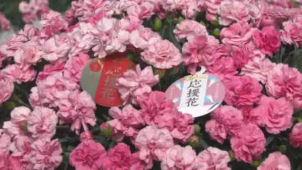 カーネーション“応援花”　群馬・前橋市で出荷最盛期