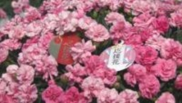 カーネーション“応援花”　群馬・前橋市で出荷最盛期