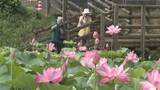 「群馬・伊勢崎あかぼり蓮園　見頃」の画像1