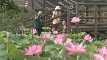 群馬・伊勢崎あかぼり蓮園　見頃