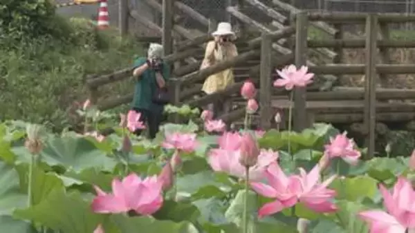 群馬・伊勢崎あかぼり蓮園　見頃