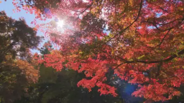 赤城自然園の紅葉色づく　群馬・渋川市