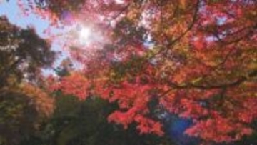 赤城自然園の紅葉色づく　群馬・渋川市