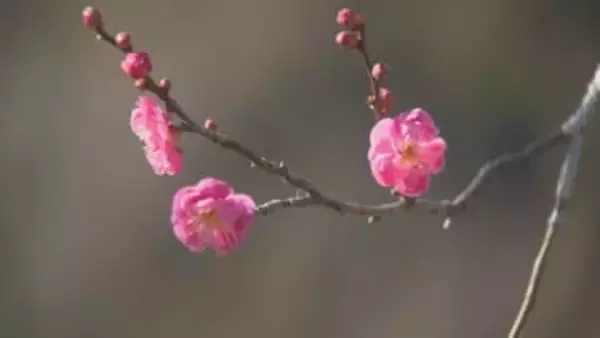 ２０日は大寒　冬を彩る寒紅梅　開花進む　群馬・安中市