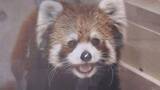 「桐生が岡動物園　レッサーパンダのライム　静岡へお引越し　群馬・桐生市　」の画像1