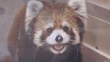 桐生が岡動物園　レッサーパンダのライム　静岡へお引越し　群馬・桐生市　
