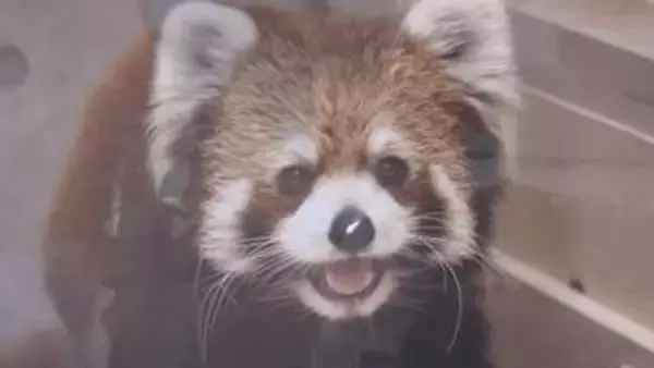 桐生が岡動物園　レッサーパンダのライム　静岡へお引越し　群馬・桐生市　