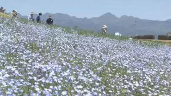 一面に広がるネモフィラが見頃　群馬・高崎市