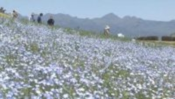 一面に広がるネモフィラが見頃　群馬・高崎市