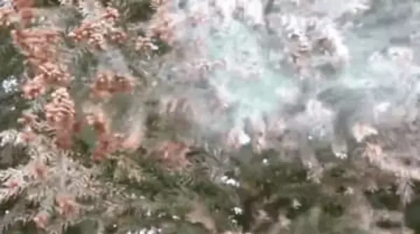 花粉症の発症割合　群馬県は６番目の高さ