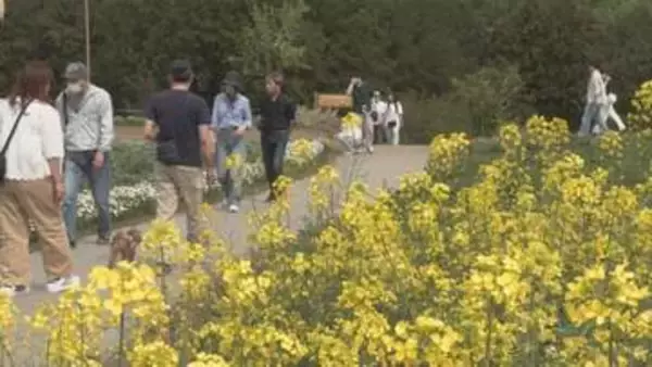 黄色いじゅうたん丘一面に　菜の花が見頃　群馬・高崎市