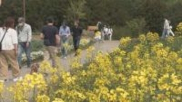 黄色いじゅうたん丘一面に　菜の花が見頃　群馬・高崎市