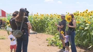 夏の訪れ告げる　“ひまわりフェスタ”　群馬・伊勢崎市