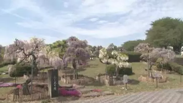 ふじの咲く丘　４５種類のフジが見頃　群馬・藤岡市