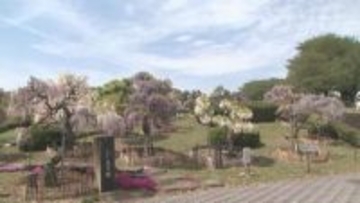 ふじの咲く丘　４５種類のフジが見頃　群馬・藤岡市