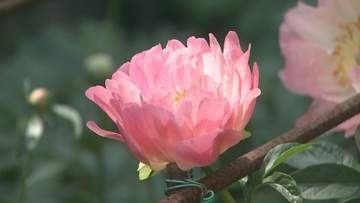 ７５種類のシャクヤク　見頃　群馬・高崎市