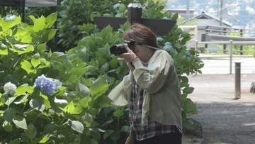 約８０００株のアジサイまもなく見頃　群馬・渋川市