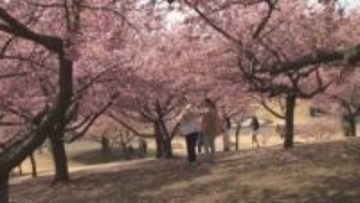 カワヅザクラ　公園をピンク色に染める　群馬・伊勢崎市