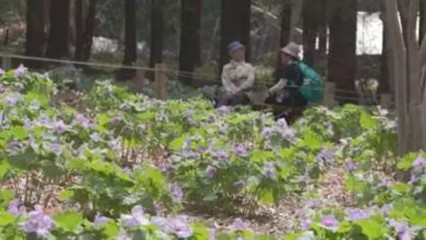 シラネアオイなど春の花々が咲き誇る　群馬・渋川市の赤城自然園