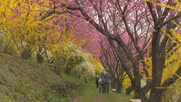 中之条ガーデンズ　約１０００本のハナモモ見頃　群馬・中之条町