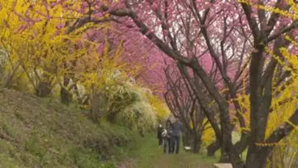 中之条ガーデンズ　約１０００本のハナモモ見頃　群馬・中之条町