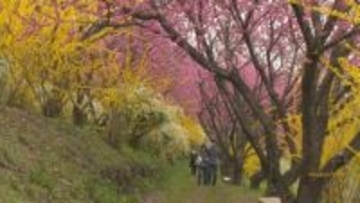 中之条ガーデンズ　約１０００本のハナモモ見頃　群馬・中之条町