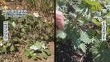 「山菜採りでトリカブト誤食　ニリンソウと間違って“おひたし”で…80代男性が死亡　一緒に食べた妻は回復」の画像1