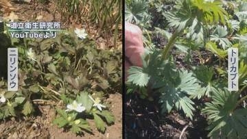 山菜採りでトリカブト誤食　ニリンソウと間違って“おひたし”で…80代男性が死亡　一緒に食べた妻は回復