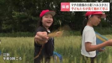 小麦畑から食卓へ　江別市で小学生がハルユタカの“追跡学習”地元の美味しさの道のりを丸ごと体験