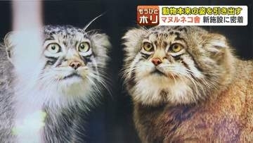 【旭山動物園】不機嫌顔とカクカク動きがかわいい！「マヌルネコ舎」リニューアル“世界最古”ネコの本来の姿を引き出すこだわりの舞台裏に密着