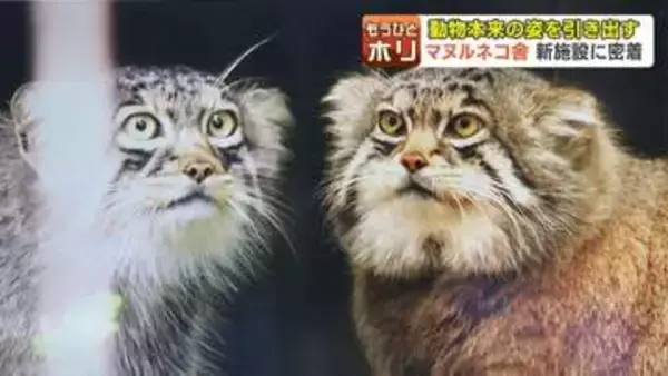 【旭山動物園】不機嫌顔とカクカク動きがかわいい！「マヌルネコ舎」リニューアル“世界最古”ネコの本来の姿を引き出すこだわりの舞台裏に密着