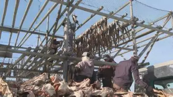 冷たい潮風でうま味ぎゅっと…京料理にも使われる「棒だら」の天日干し盛ん　北海道稚内市