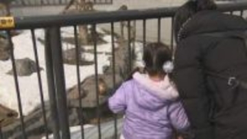 【春休み】札幌市円山動物園 アジアゾウやトラなどにくぎ付け「かわいかった」「とにかく行きたいと…」家族連れでにぎわう
