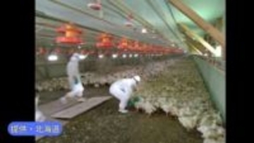 「ニワトリ42羽死んでいる」養鶏場で高病原性鳥インフルエンザ　約19万羽の殺処分始まる　北海道安平町