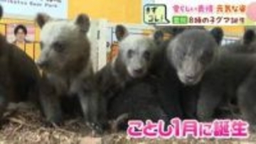 「個性豊かな個体ばかり…成長がとても楽しみ」今年生まれたばかりの8頭の子グマすくすく　25日から一般公開　名前募集中　のぼりべつクマ牧場