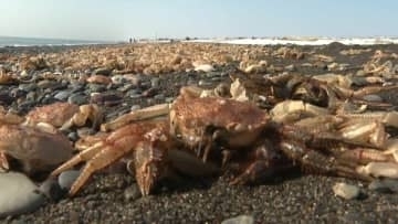 約15キロにわたり「毛ガニの抜け殻」が大量漂着　苫小牧周辺の海岸を埋め尽くす異景　専門家「漂着前に脱皮したと判明」さらなる詳細調査へ