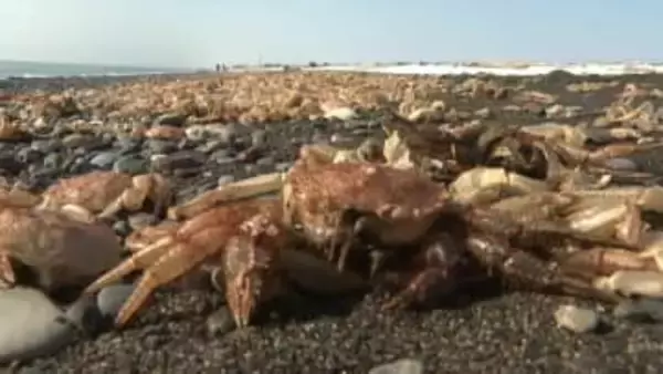 約15キロにわたり「毛ガニの抜け殻」が大量漂着　苫小牧周辺の海岸を埋め尽くす異景　専門家「漂着前に脱皮したと判明」さらなる詳細調査へ
