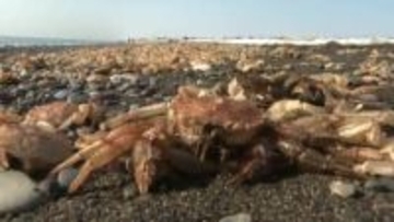 約15キロにわたり「毛ガニの抜け殻」が大量漂着　苫小牧周辺の海岸を埋め尽くす異景　専門家「漂着前に脱皮したと判明」さらなる詳細調査へ
