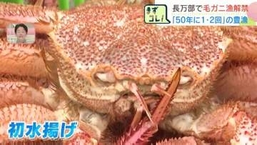 「50年で1、2回あるかどうか」長万部町で毛ガニ漁解禁　初日から1.7トン水揚げで異例の豊漁！