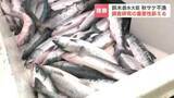 「「今すぐに研究加速を」秋サケ来遊数が2025年より約47％減少の深刻な不漁予想受け　鈴木農水大臣がふ化場視察で重要性強調　北海道標津町」の画像1