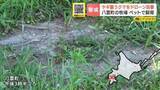 「【クマ出没】牧場で飼育のヤギを襲撃「クマが連れ去ったのでは」通報でドローン出動…約100ｍ引きずり川近くで捕食するクマを発見　北海道・八雲町」の画像1