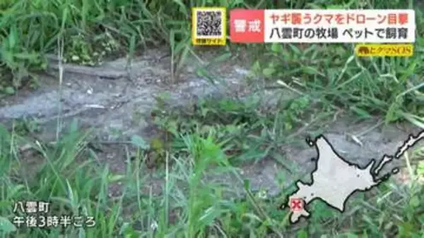 【クマ出没】牧場で飼育のヤギを襲撃「クマが連れ去ったのでは」通報でドローン出動…約100ｍ引きずり川近くで捕食するクマを発見　北海道・八雲町