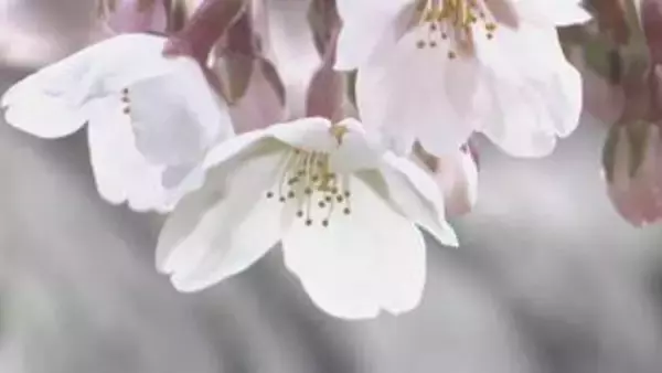 函館市で桜が開花　観測史上2番目の早さ【五稜郭公園】気象台職員が標本木のソメイヨシノで5輪以上の開花を観測