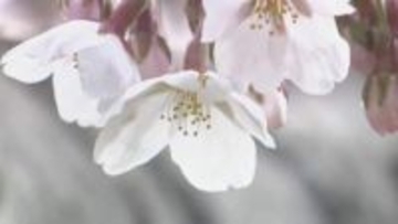 函館市で桜が開花　観測史上2番目の早さ【五稜郭公園】気象台職員が標本木のソメイヨシノで5輪以上の開花を観測