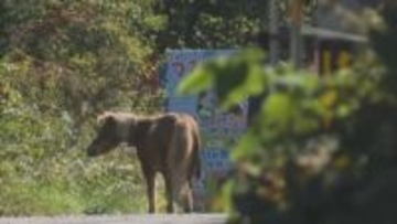 違法建築で閉園の「ノースサファリ」残る動物の移動計画を提出も1か月分のみの記載　札幌市はすべての動物の移動を求める