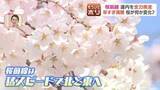 「【異変】北海道の桜が記録的な早咲き！連休前に散っちゃう？ライトアップも急きょ前倒し　一方、桜の名所「二十間道路」では"倒木の危険性"など守る側の苦悩も」の画像1